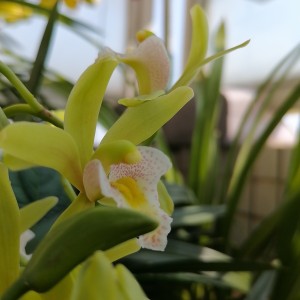 135****9620的钢琴谱