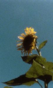 crepuscule的钢琴谱