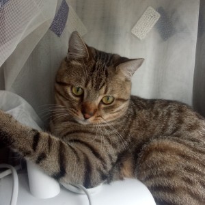 大谷爸爸的个人空间