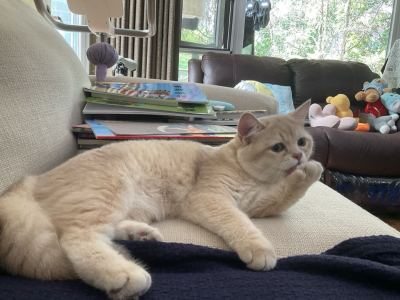 莱蒙 (3)的演奏视频