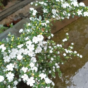 183****2710的钢琴谱