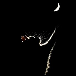 我孤立了全世界！！的钢琴谱