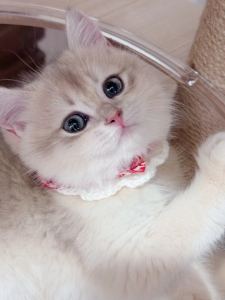 DaifukuαndBreel的钢琴谱