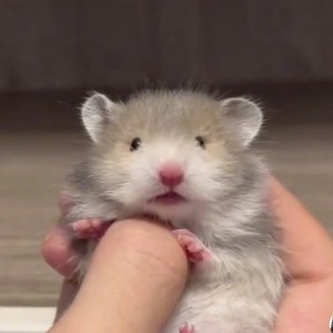 咖啡苦涩，不爱添忧☕的钢琴谱