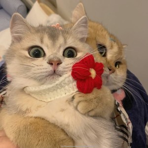 诀别书的演奏视频