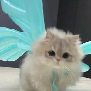 洛初𖠚ᐝ的钢琴谱