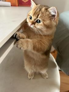 139****1932的钢琴谱