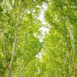 189****5256的钢琴谱