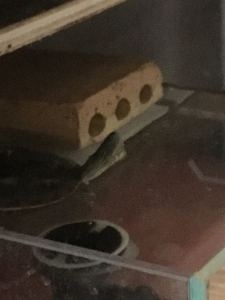 时光机 (周杰伦)的演奏视频