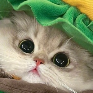 四季岭鞠(❁´◡`❁)*✲ﾟ*的钢琴谱