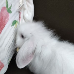 ss的钢琴谱