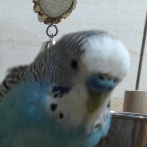 小鹦鹉芝麻的钢琴谱