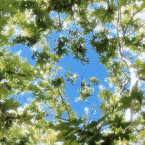 177****2230的钢琴谱