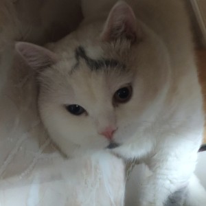 150****1850的钢琴谱