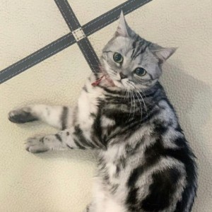 ฅฅ*小茂密的钢琴谱