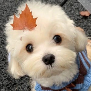 的演奏视频