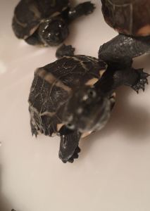 智惠老人的钢琴谱