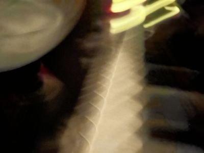 小象的个人空间