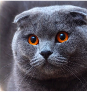 138****2732的钢琴谱