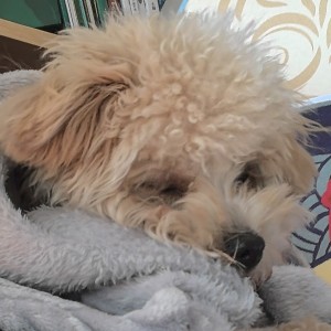 一只小狗🐶的钢琴谱