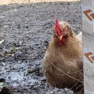 梦中的婚礼的演奏视频