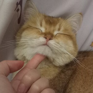 的演奏视频