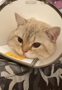 Chihiro  千寻的钢琴谱