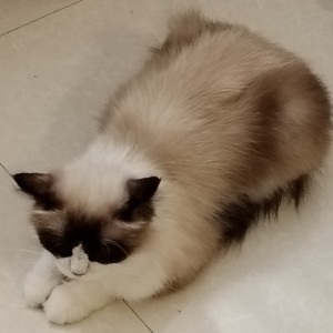 星茶会的演奏视频