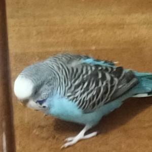 虎皮鹦鹉的个人空间