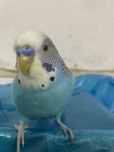 【FREE】lucky的演奏视频