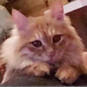 ♬♫ヾ(=°･°=)ﾉ喵♪的钢琴谱