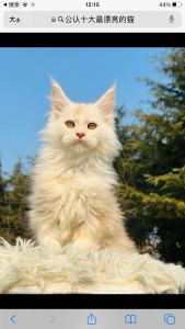 【猫武】星辰大海的钢琴谱