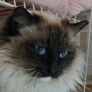 琴键上的猫的个人空间