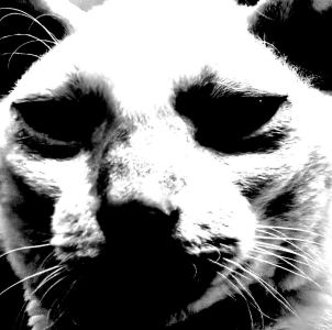 咕咕嘎嘎的钢琴谱