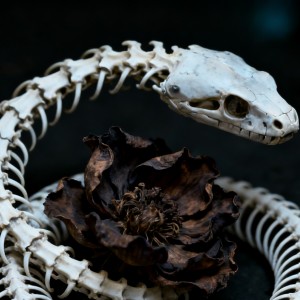 红蜘蛛的钢琴谱