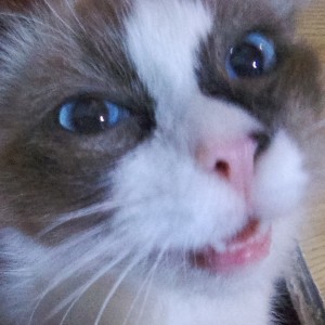 白霜丛的钢琴谱