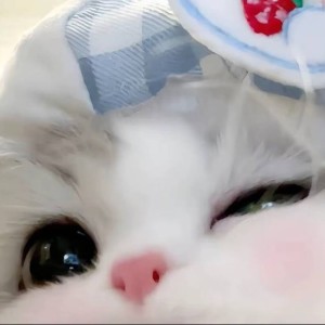 窗前经过一只猫的钢琴谱