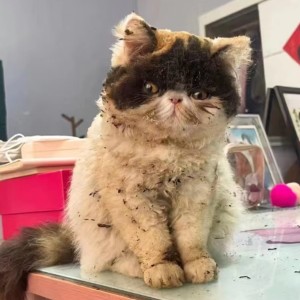 一生如绿豆冰的钢琴谱