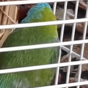 133****9988的钢琴谱