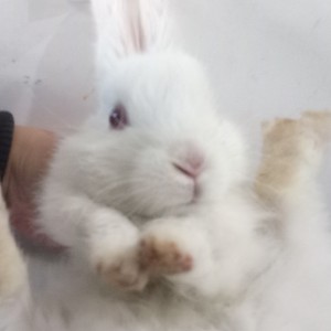 邪恶小兔的钢琴谱