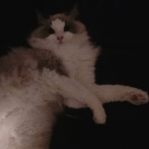 我是猫~  (………)的钢琴谱