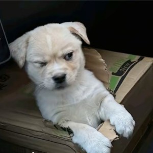 Una Mattina的演奏视频