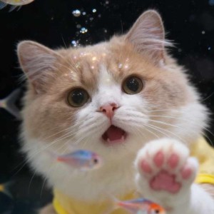 Tater时月的钢琴谱