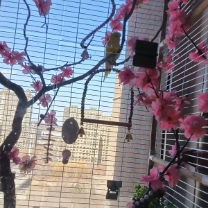 150****5588的钢琴谱