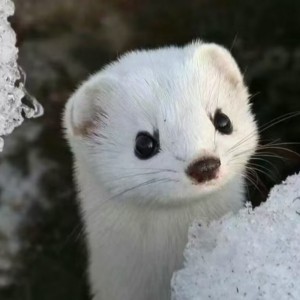 多财多亿的钢琴谱