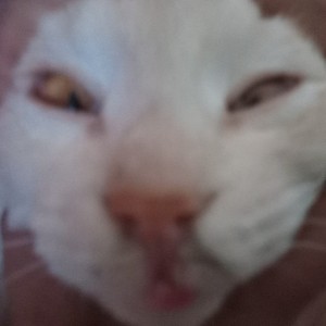 Merry Christmas Mr. Lawrence的演奏视频