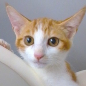 梦中的婚礼的演奏视频