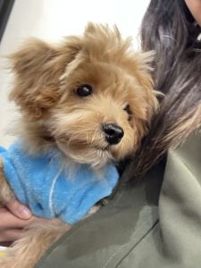 君をのせて的演奏视频