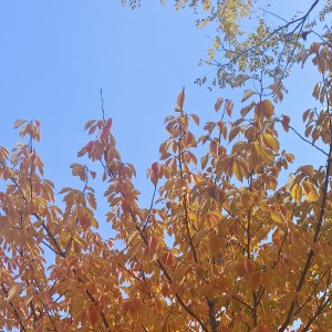 春和景明的钢琴谱