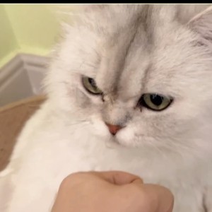 老师家的猫的钢琴谱